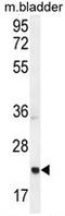 Achaete-Scute Family BHLH Transcription Factor 2 antibody, AP50271PU-N, Origene, Western Blot image 