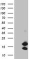 Coiled-Coil-Helix-Coiled-Coil-Helix Domain Containing 10 antibody, LS-C792944, Lifespan Biosciences, Western Blot image 