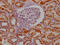 Monoamine Oxidase A antibody, CSB-RA250615A0HU, Cusabio, Immunohistochemistry frozen image 