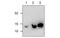 Sis antibody, MBS835569, MyBioSource, Western Blot image 