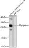 Myogenin antibody, 22-390, ProSci, Western Blot image 