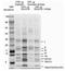 Cytochrome C Oxidase Subunit 4I1 antibody, 45-7225, Invitrogen Antibodies, Immunoprecipitation image 
