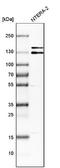 Intersectin 1 antibody, NBP1-87806, Novus Biologicals, Western Blot image 