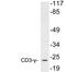 CD3g Molecule antibody, LS-C199798, Lifespan Biosciences, Western Blot image 