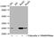 Eukaryotic Translation Initiation Factor 4E antibody, CSB-RA007556A209phHU, Cusabio, Western Blot image 