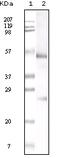 Ig kappa-b4 chain C region antibody, 32-176, ProSci, Enzyme Linked Immunosorbent Assay image 