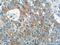 IQ Motif Containing K antibody, 25740-1-AP, Proteintech Group, Immunohistochemistry paraffin image 
