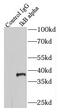 NFKB Inhibitor Alpha antibody, FNab04197, FineTest, Immunoprecipitation image 