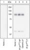 Insulin Receptor antibody, 44-800G, Invitrogen Antibodies, Western Blot image 