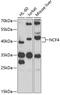 Neutrophil Cytosolic Factor 4 antibody, 18-497, ProSci, Western Blot image 