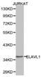 ELAV Like RNA Binding Protein 1 antibody, LS-C192762, Lifespan Biosciences, Western Blot image 