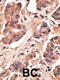 MAGE Family Member H1 antibody, 62-160, ProSci, Immunohistochemistry paraffin image 