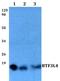 Basic Transcription Factor 3 Like 4 antibody, A15784-1, Boster Biological Technology, Western Blot image 