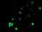 RB Binding Protein 7, Chromatin Remodeling Factor antibody, MA5-25746, Invitrogen Antibodies, Immunocytochemistry image 