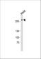 AT-Hook Containing Transcription Factor 1 antibody, A08604, Boster Biological Technology, Western Blot image 