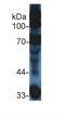 Complement C3a Receptor 1 antibody, MBS2006238, MyBioSource, Western Blot image 