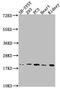 PYD And CARD Domain Containing antibody, CSB-PA890936LA01HU, Cusabio, Western Blot image 