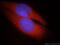 Choline O-Acetyltransferase antibody, 20747-1-AP, Proteintech Group, Immunofluorescence image 