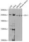 Tight Junction Protein 1 antibody, 13-238, ProSci, Western Blot image 
