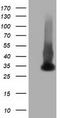 DNA excision repair protein ERCC-1 antibody, CF501726, Origene, Western Blot image 