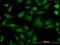 NudE Neurodevelopment Protein 1 antibody, H00054820-M01, Novus Biologicals, Immunofluorescence image 