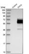 Dickkopf-related protein 3 antibody, NBP1-80843, Novus Biologicals, Western Blot image 