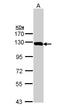 Glycine Decarboxylase antibody, LS-C186145, Lifespan Biosciences, Western Blot image 