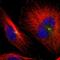 A-Kinase Anchoring Protein 9 antibody, HPA008548, Atlas Antibodies, Immunofluorescence image 