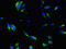 DnaJ Heat Shock Protein Family (Hsp40) Member C6 antibody, A62418-100, Epigentek, Immunofluorescence image 