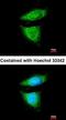 BCL2 Like 12 antibody, orb69940, Biorbyt, Immunofluorescence image 