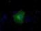 Glucose-6-Phosphate Isomerase antibody, NBP2-02541, Novus Biologicals, Immunocytochemistry image 