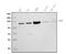 Poly(ADP-Ribose) Polymerase 1 antibody, M00122-6, Boster Biological Technology, Western Blot image 