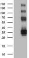 Protein C Receptor antibody, LS-B14149, Lifespan Biosciences, Western Blot image 