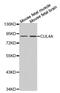 Cullin 4A antibody, PA5-76682, Invitrogen Antibodies, Western Blot image 