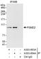 Proteasome 26S Subunit, Non-ATPase 2 antibody, A303-854A, Bethyl Labs, Immunoprecipitation image 