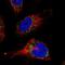 Receptor-interacting serine/threonine-protein kinase 1 antibody, NBP1-87826, Novus Biologicals, Immunofluorescence image 