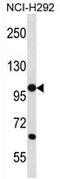 Protocadherin Beta 12 antibody, AP53207PU-N, Origene, Western Blot image 