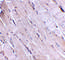 Wnt Family Member 10B antibody, 4619, ProSci, Immunohistochemistry frozen image 