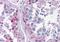 Cytochrome P450 26B1 antibody, orb94087, Biorbyt, Immunohistochemistry paraffin image 