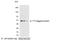 T7 tag antibody, A190-117A, Bethyl Labs, Western Blot image 