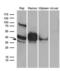 CD79b Molecule antibody, LS-C800092, Lifespan Biosciences, Western Blot image 