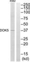 Docking Protein 5 antibody, abx013823, Abbexa, Western Blot image 