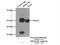 SH3 Domain Containing GRB2 Like, Endophilin B2 antibody, 15897-1-AP, Proteintech Group, Immunoprecipitation image 