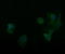 Retinoic Acid Receptor Responder 1 antibody, LS-C174672, Lifespan Biosciences, Immunofluorescence image 
