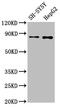 Golgi Membrane Protein 1 antibody, CSB-RA009666A0HU, Cusabio, Western Blot image 