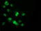 p53 antibody, LS-C172943, Lifespan Biosciences, Immunofluorescence image 