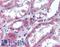 Autophagy Related 12 antibody, LS-B2140, Lifespan Biosciences, Immunohistochemistry frozen image 