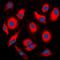 Eukaryotic Translation Elongation Factor 1 Beta 2 antibody, orb213871, Biorbyt, Immunofluorescence image 
