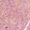 NOS type I antibody, orb335899, Biorbyt, Immunohistochemistry paraffin image 
