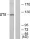 Suppression Of Tumorigenicity 5 antibody, TA314573, Origene, Western Blot image 